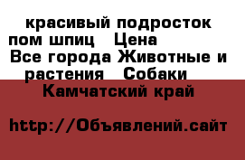 красивый подросток пом шпиц › Цена ­ 30 000 - Все города Животные и растения » Собаки   . Камчатский край